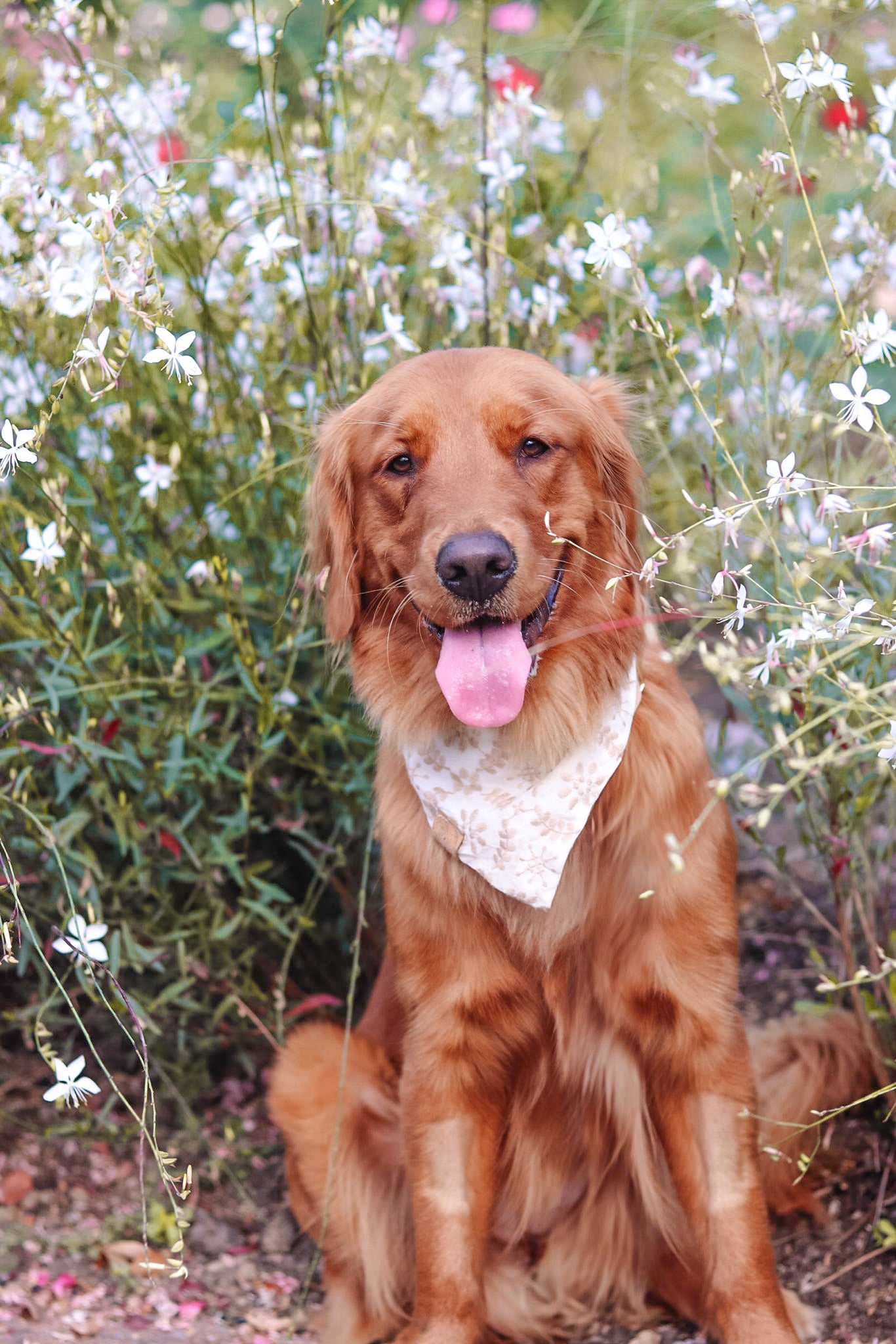 Hazel