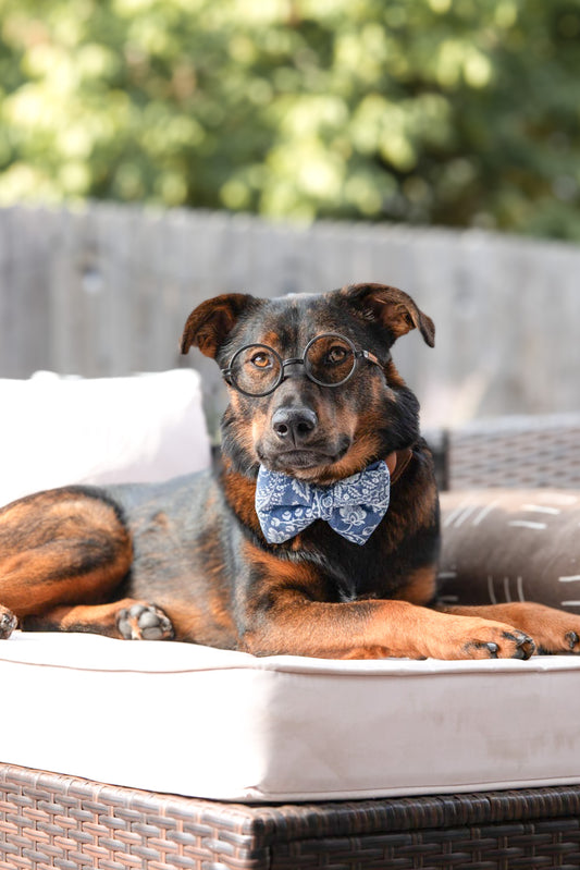 Paisley Chambray Sailor Bow & Bow Tie