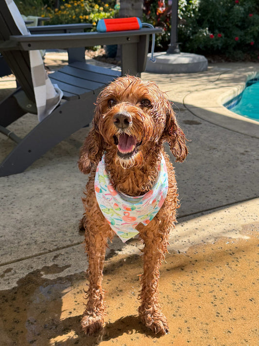 Pool Party