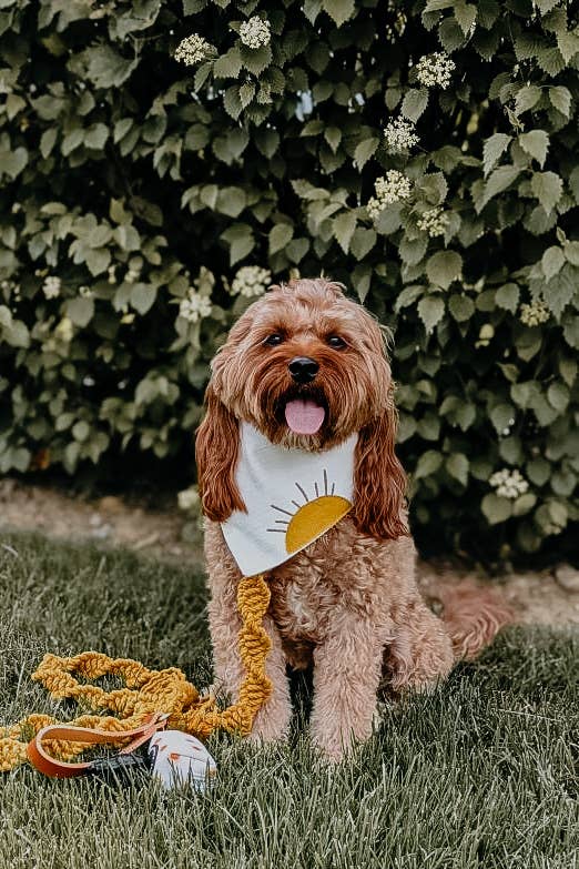 Ember & Ivory - Mustard Macrame Dog Leash w/ Caramel Leather Handle --5 ft