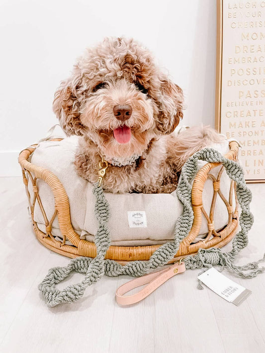 Ember & Ivory- Sage Macrame Dog Leash w/ Natural Leather Handle --5 ft