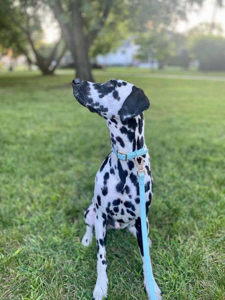 Ollie XO Lake Blue Waterproof Collar with Gold Hardware