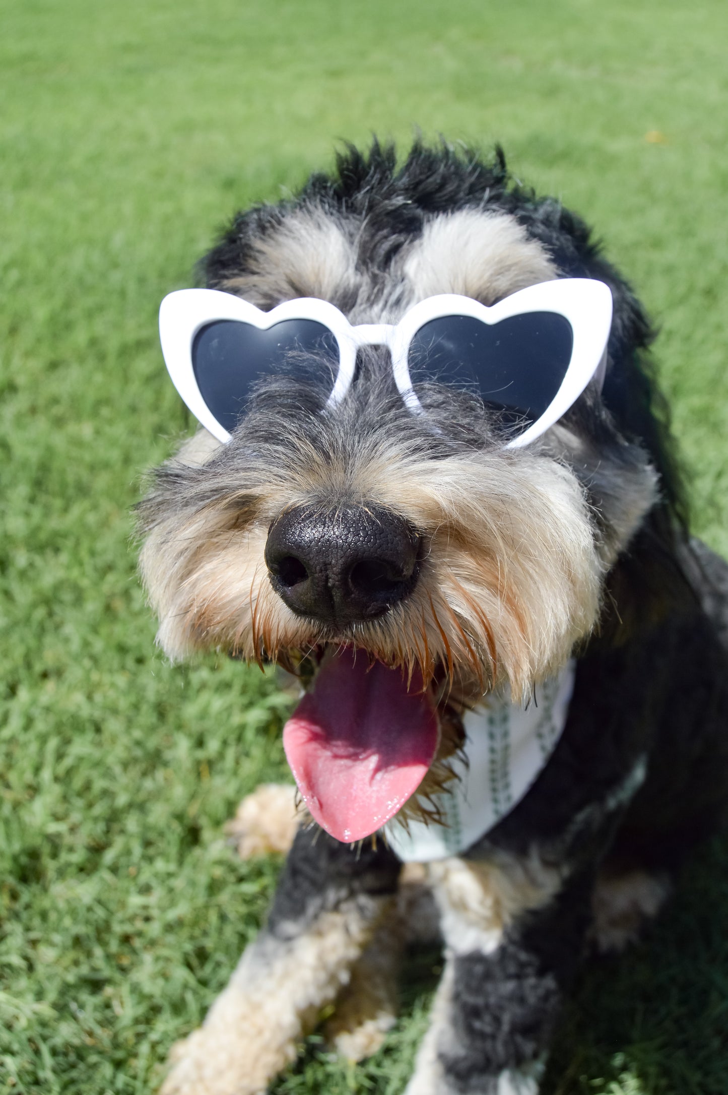 Heart Eyes Sunnies