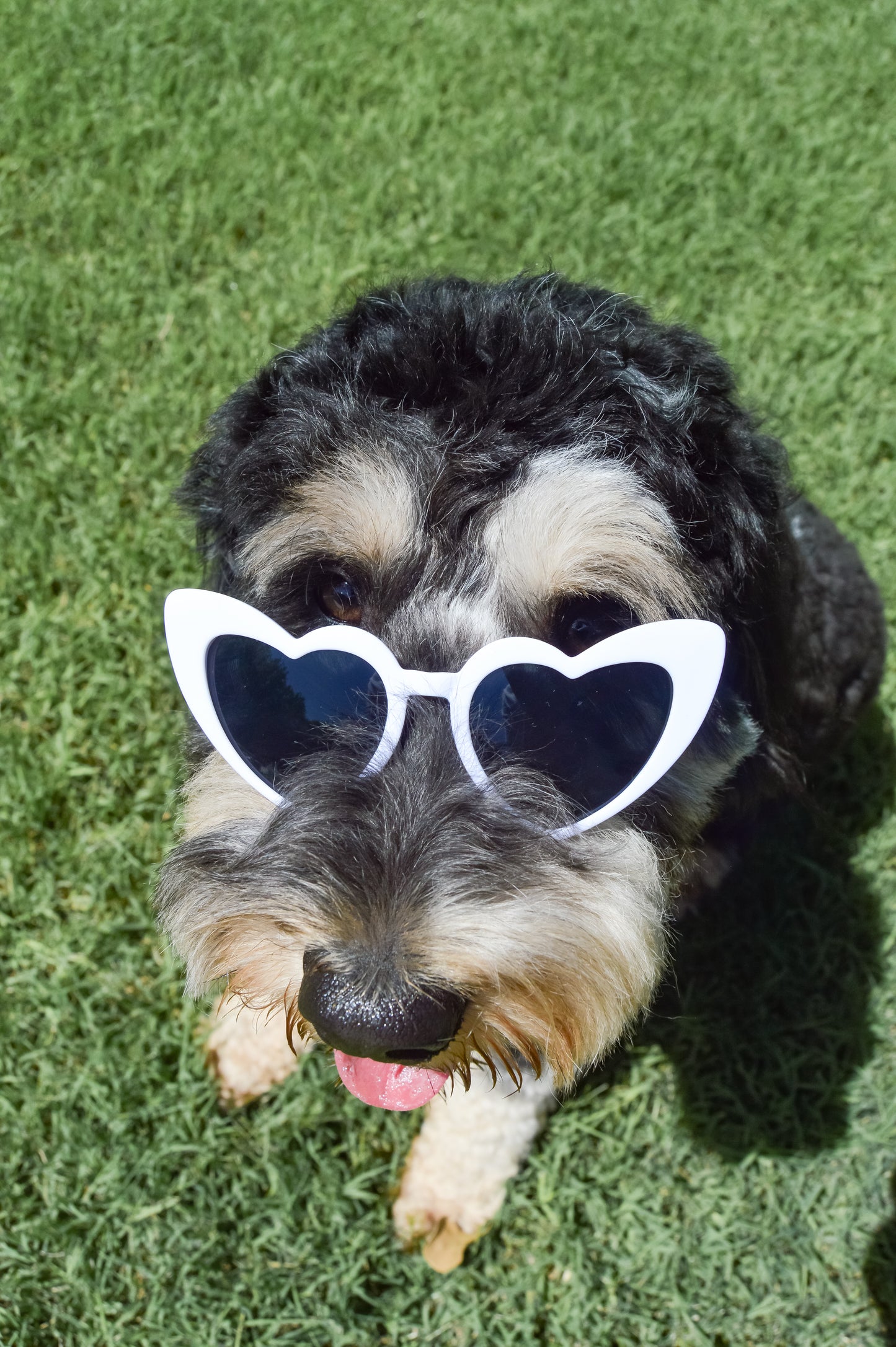 Heart Eyes Sunnies