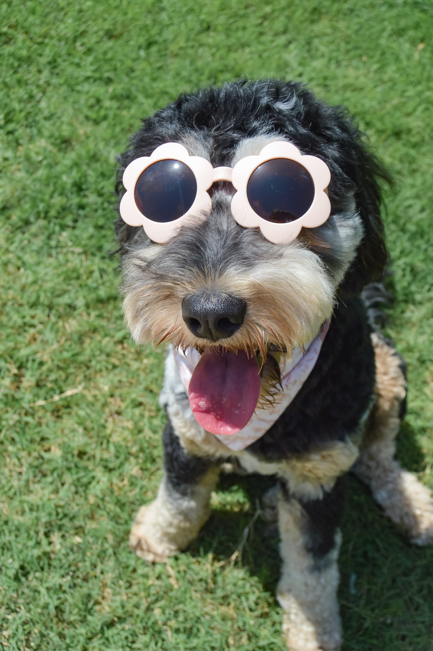 Large Petal Sunnies