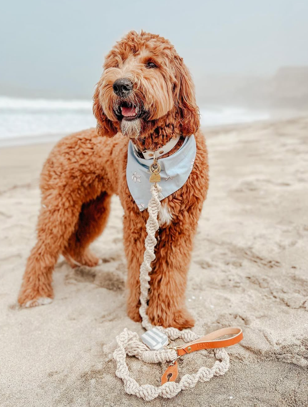 Ember & Ivory- Sand Macrame Dog Leash w/ Caramel Leather Handle--5 ft