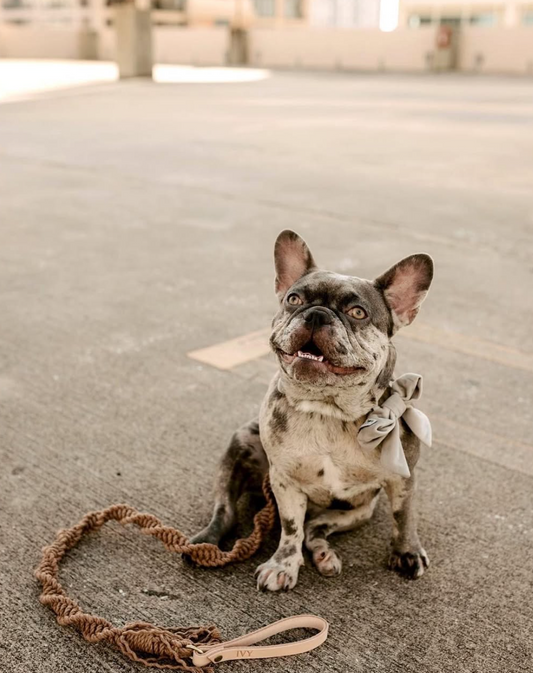 Ember & Ivory- Java Macrame Dog Leash w/ Natural Leather Handle--5 ft