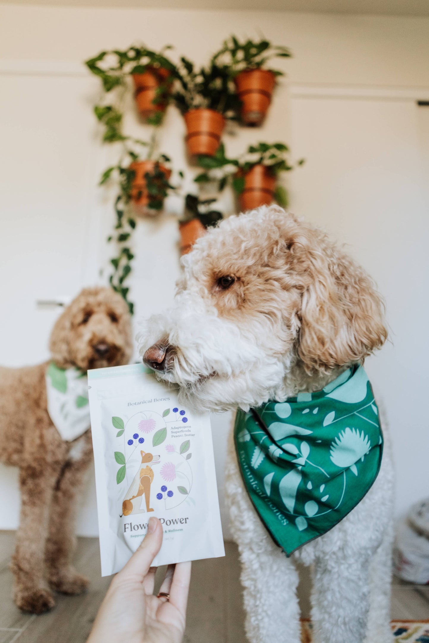 Botanical Bones | Flower Power Cookies - All Natural, Organic Dog Treats