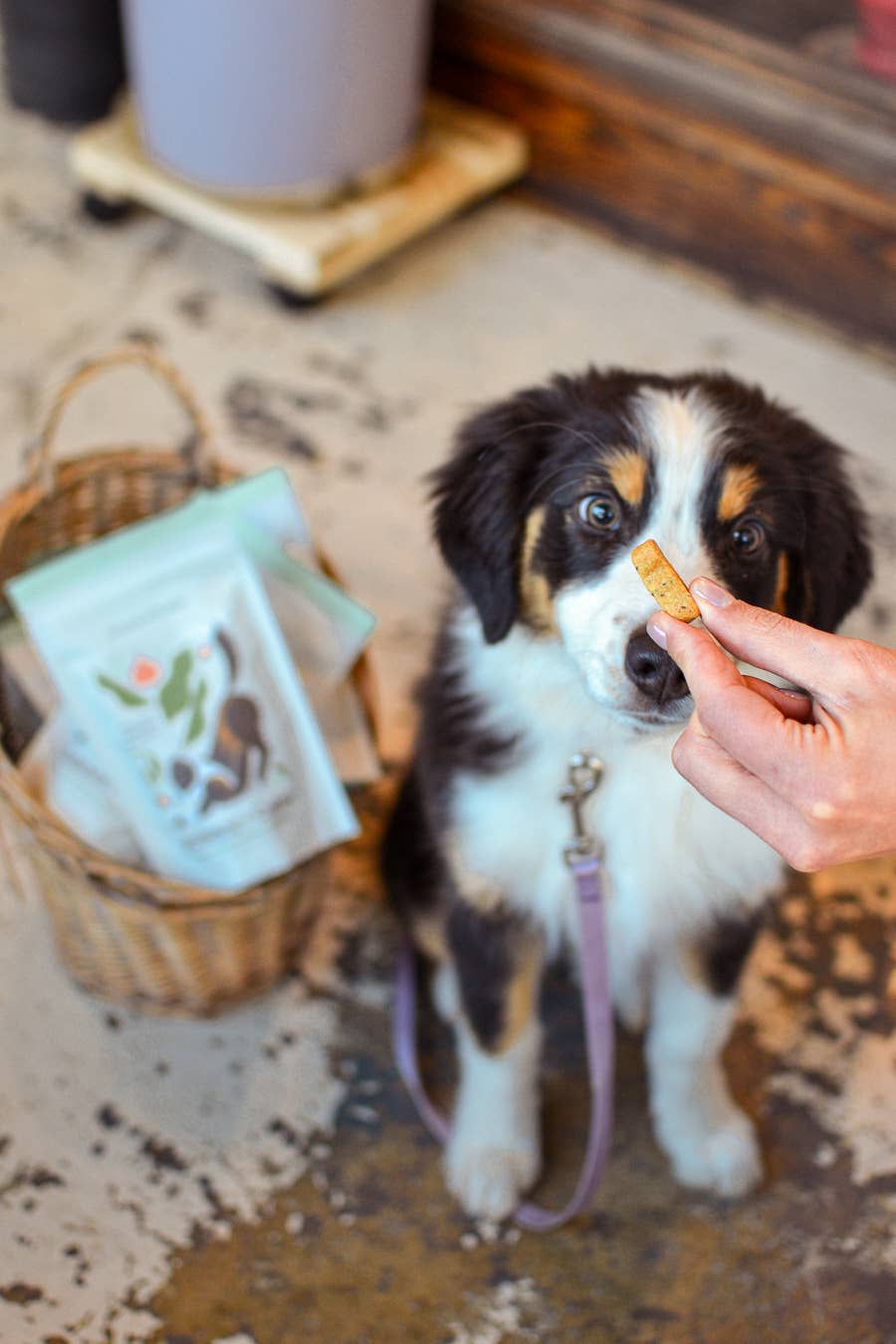 Botanical Bones | Balance + Calm Cookies - All Natural, Organic Dog Treats