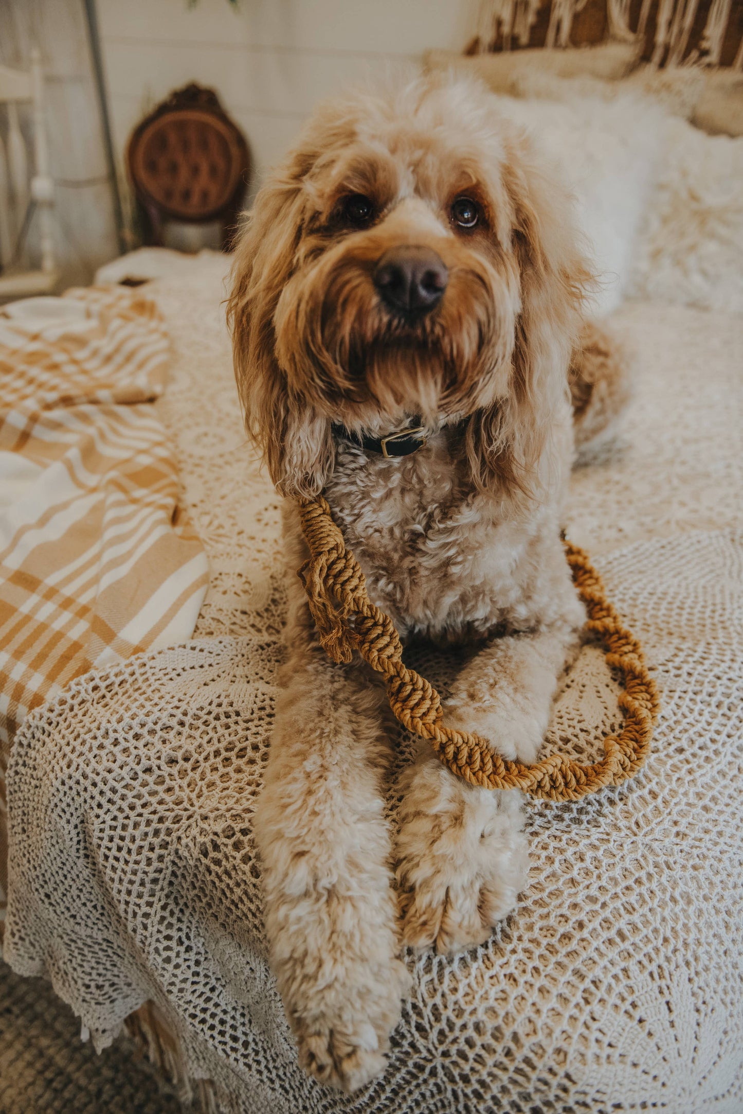 Ember & Ivory - Mustard Macrame Dog Leash w/ Caramel Leather Handle --5 ft