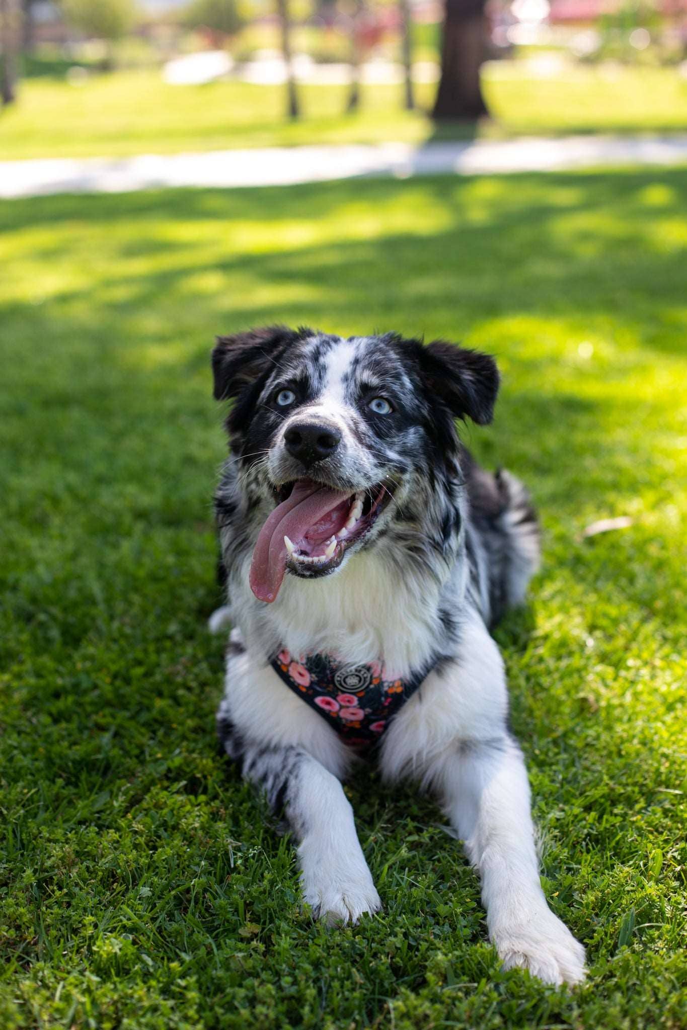 Ollie XO Full Bloom Adjustable Harness