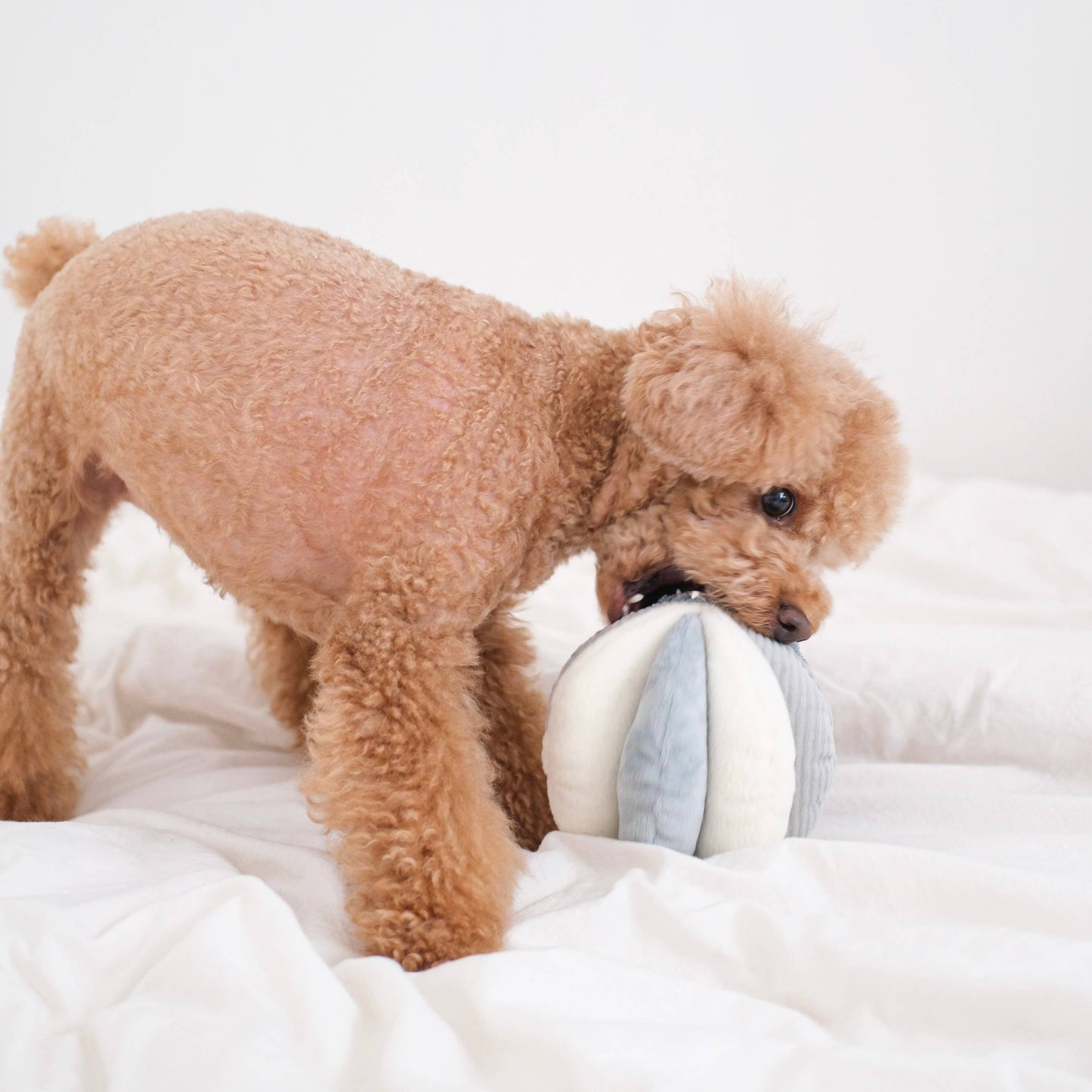 Lambwolf Toto Enrichment Toy