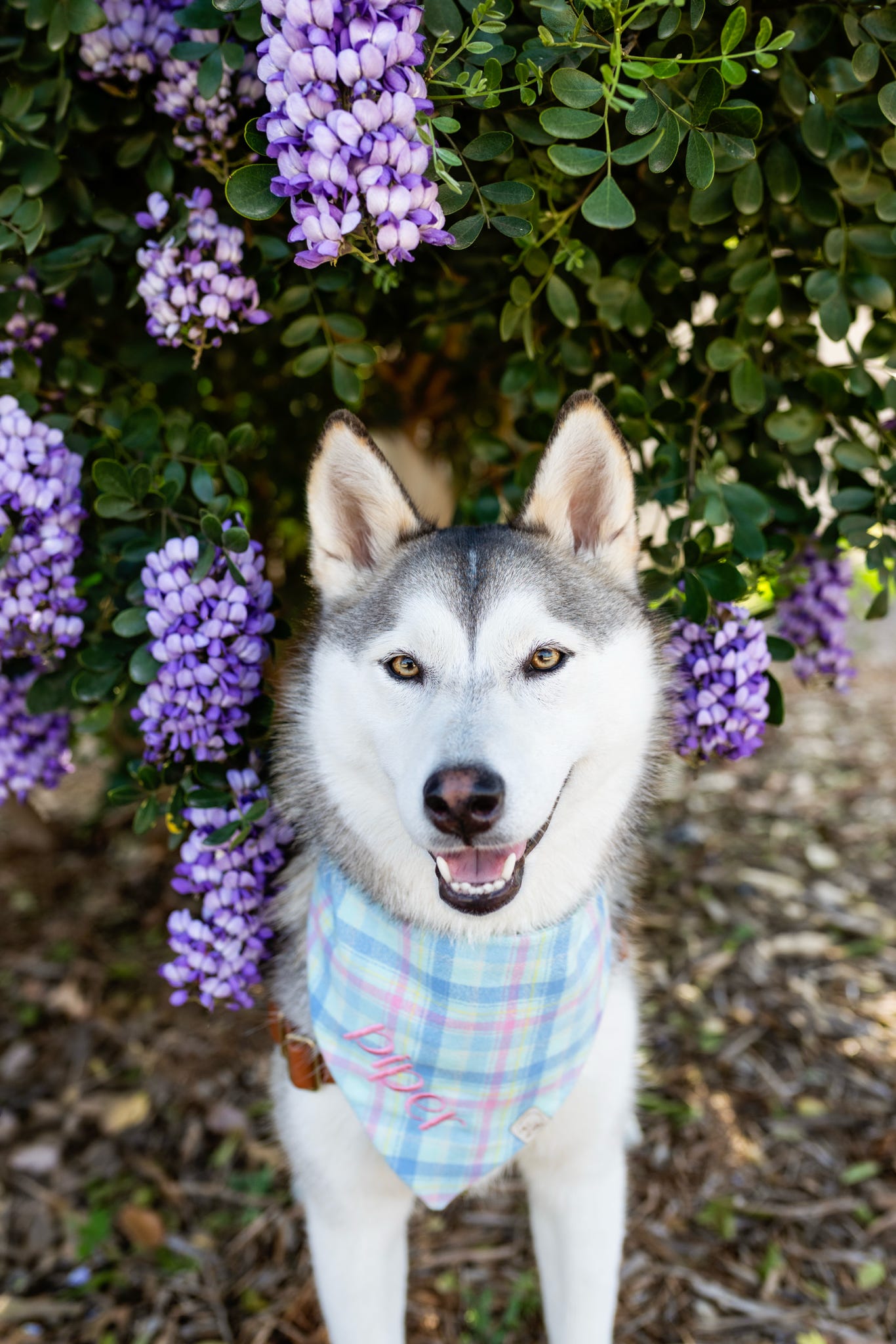 Spring Pastel Flannel