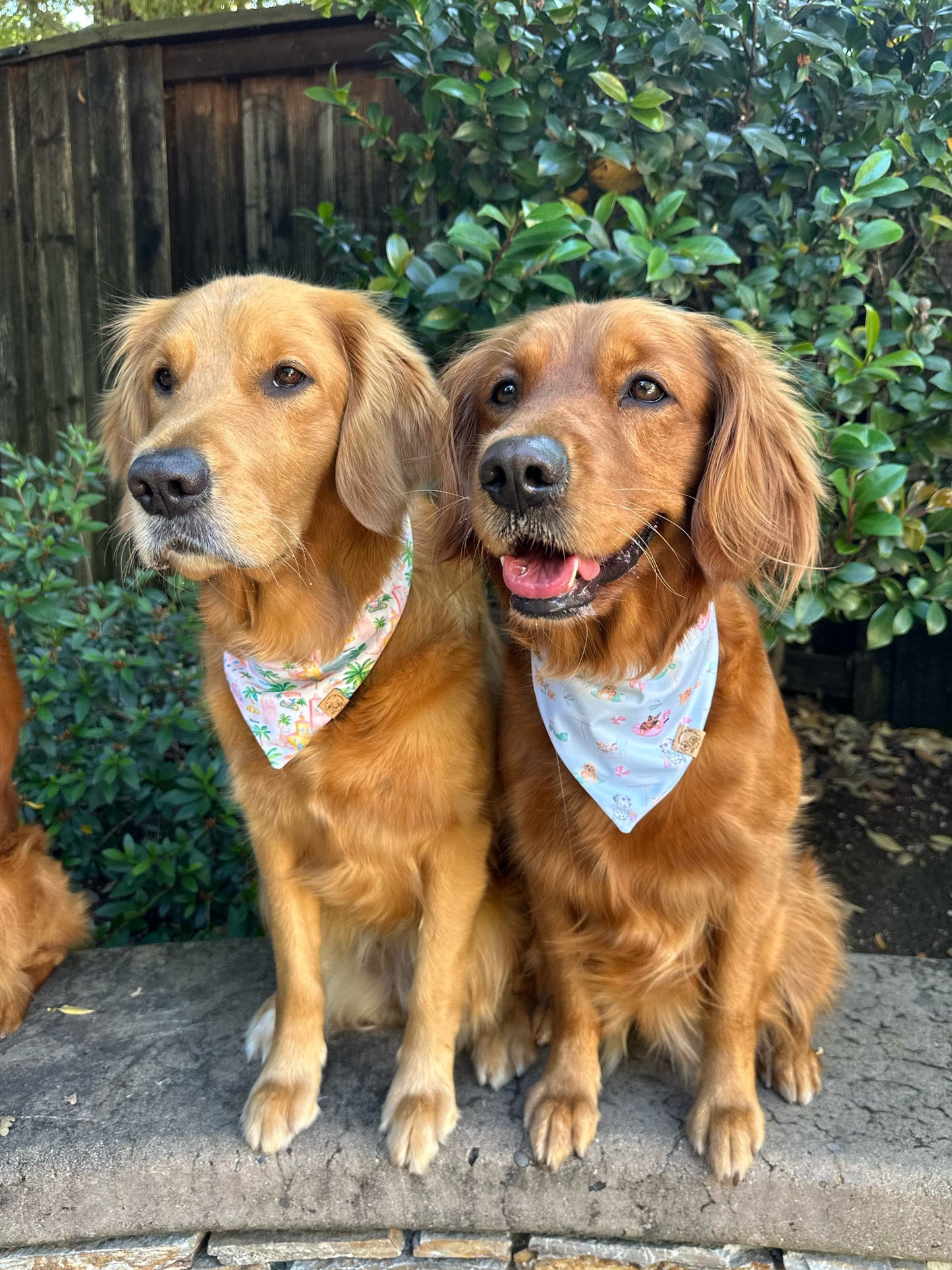 Poolside Pups