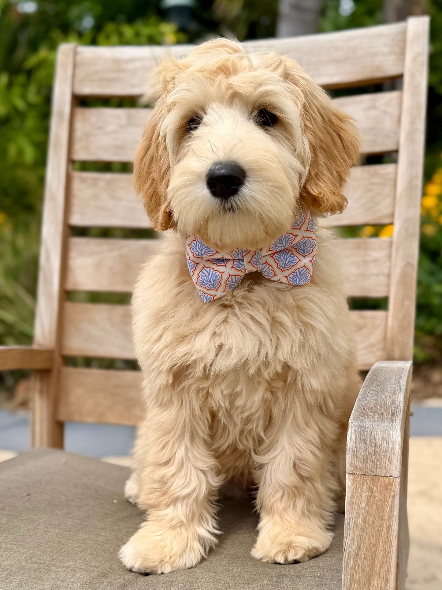 Coral Reef Azul Sailor Bow & Bow Tie