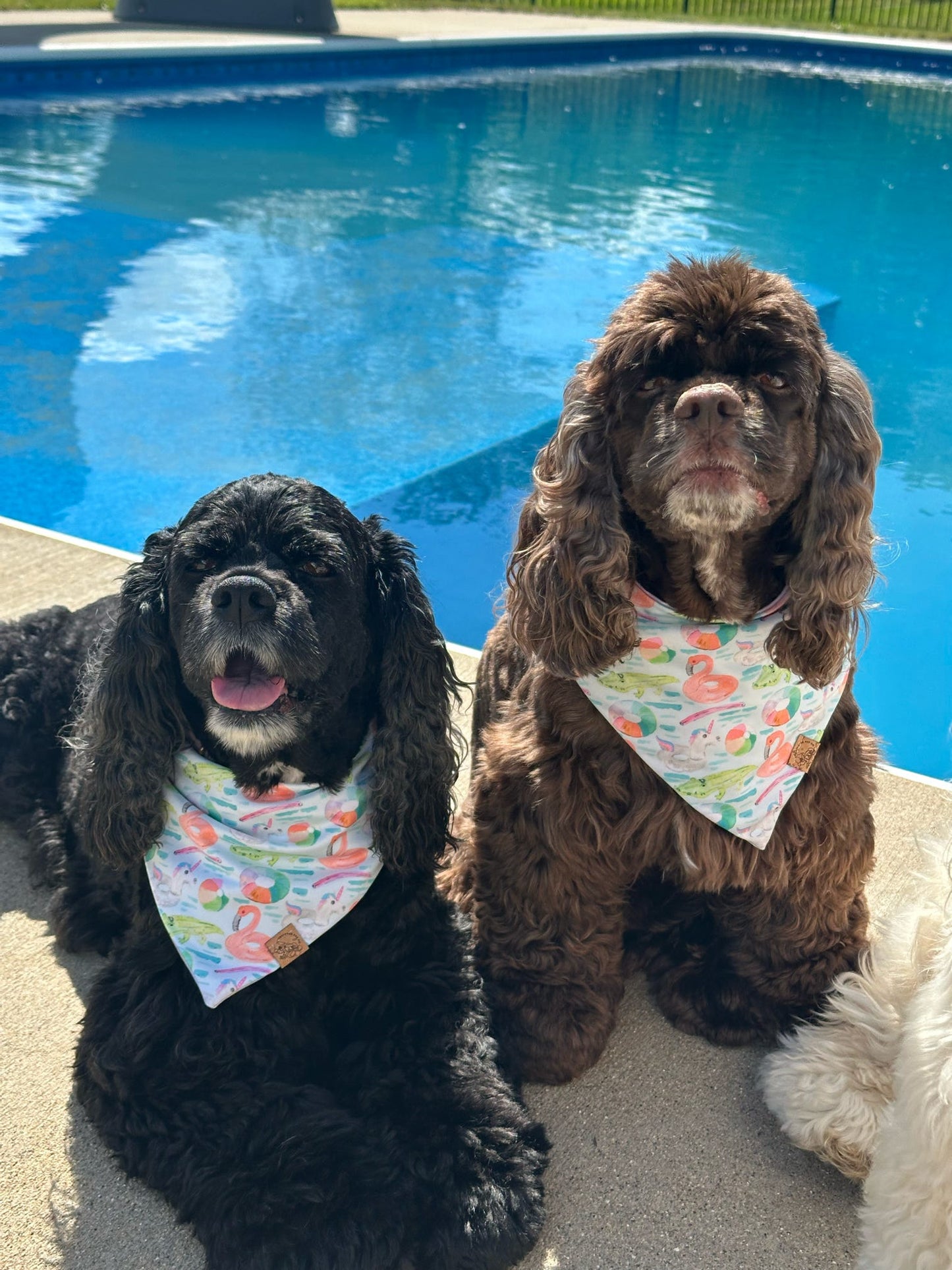 Pool Party
