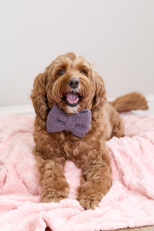 Amethyst Teddy Sailor Bow & Bow Tie