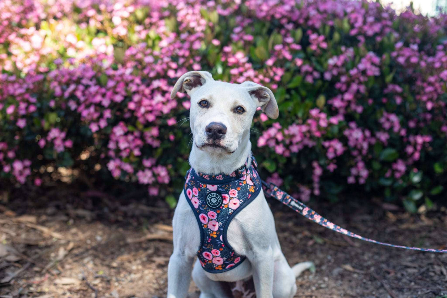 Ollie XO Full Bloom Adjustable Harness