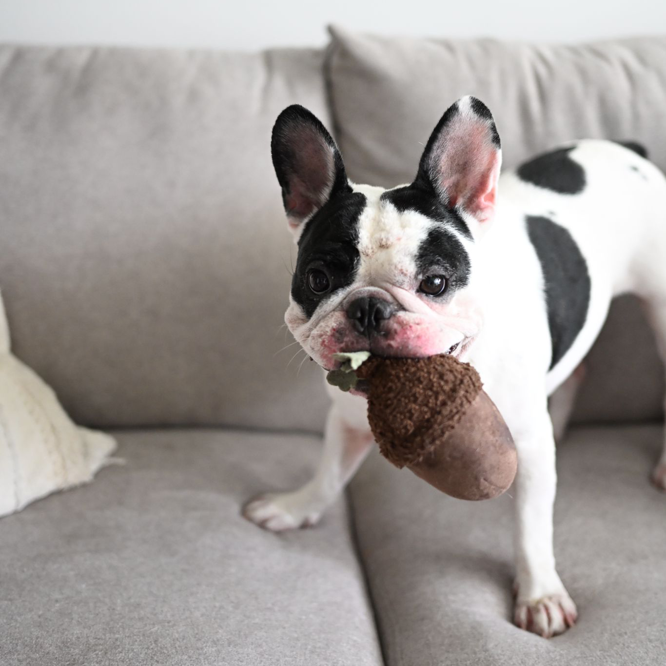 Lambwolf Acorn Enrichment Toy