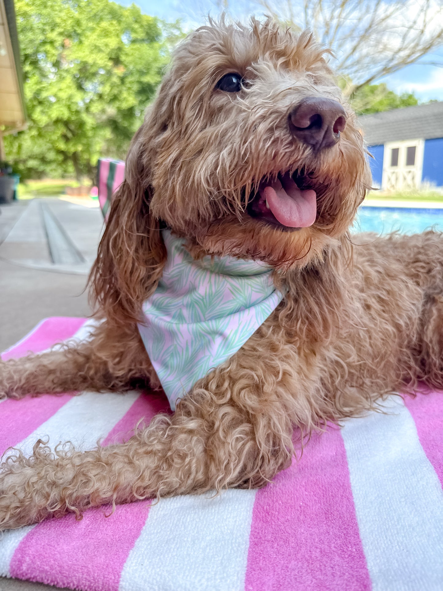 Poolside Pups