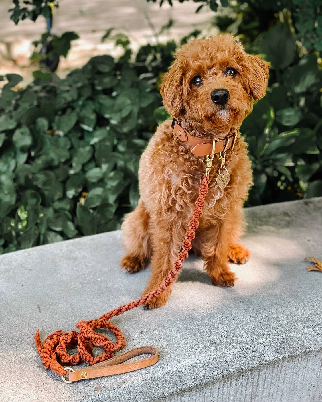 Ember & Ivory- Rust Macrame Dog Leash w/ Caramel Leather Handle --5 ft