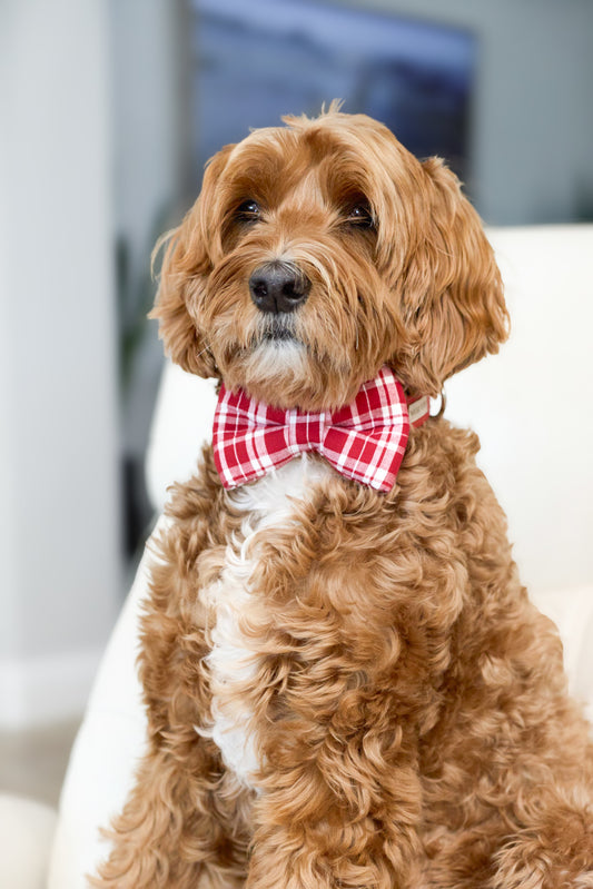 Secret Admirer Bow Tie