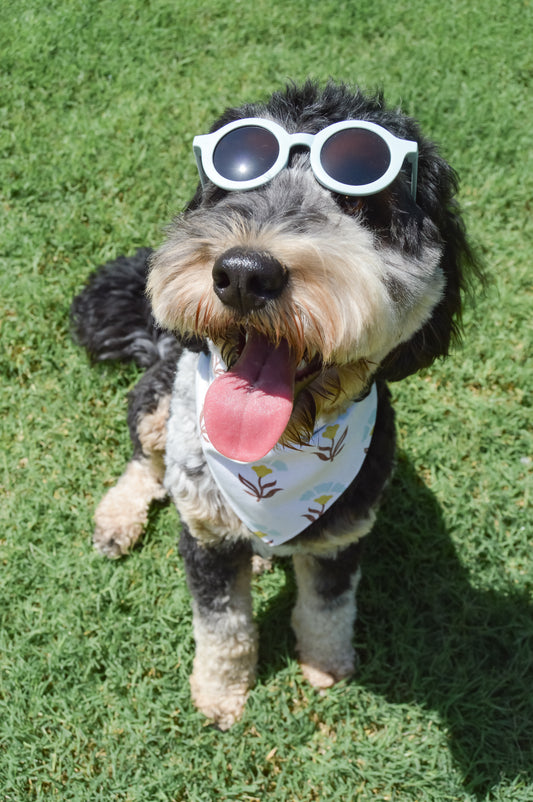 Cool Rider Sunnies