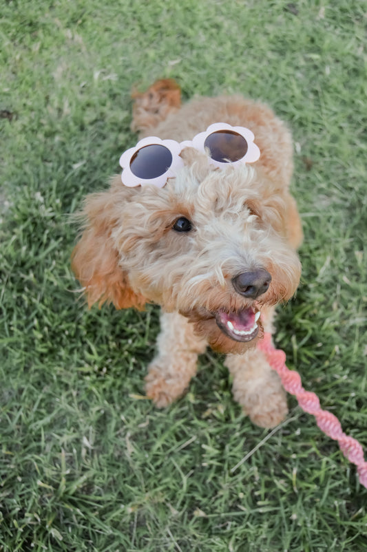 Large Petal Sunnies