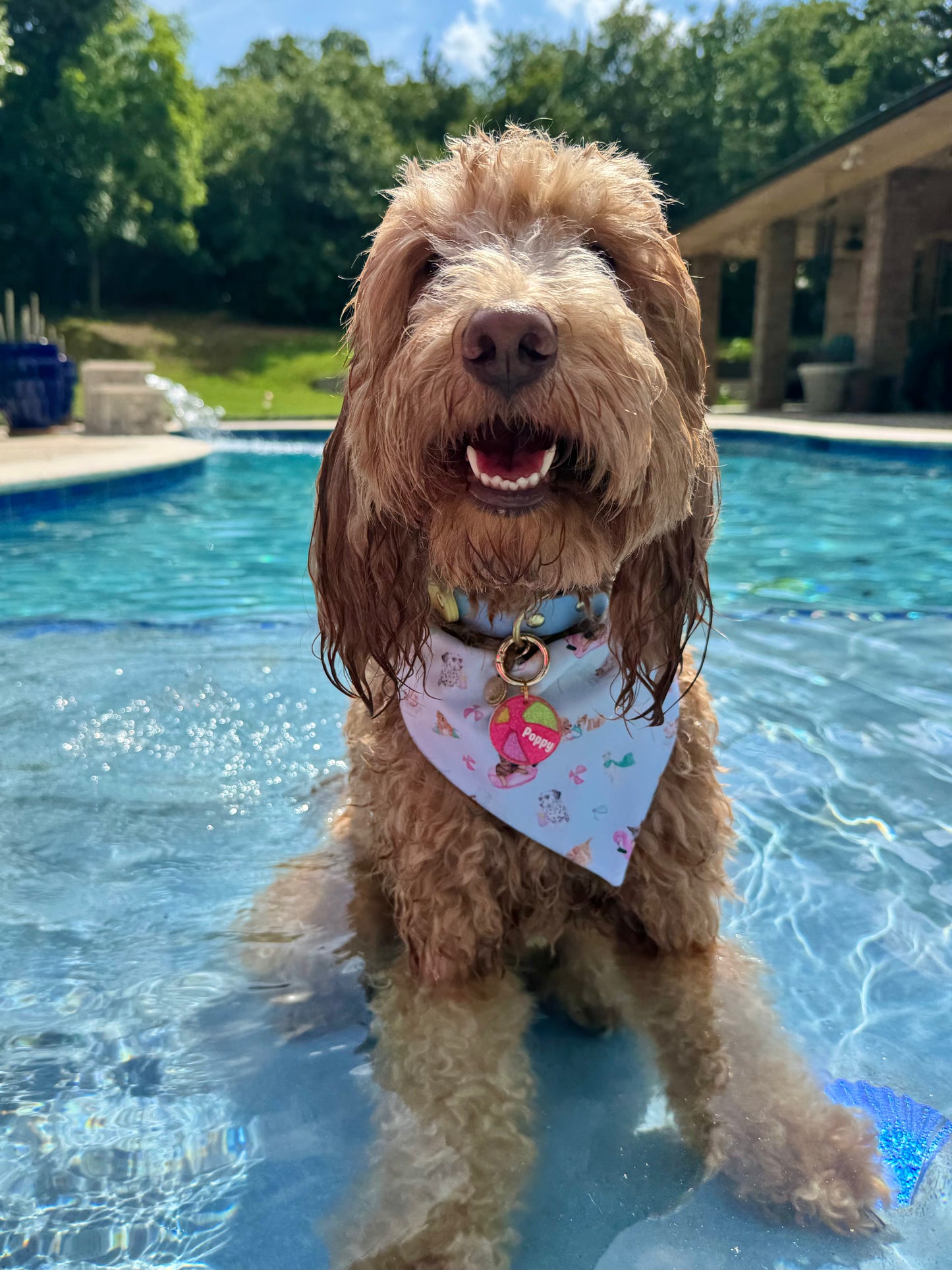 Poolside Pups
